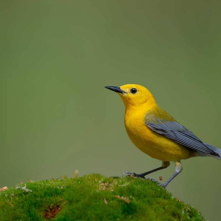 Prothonotary Warbler