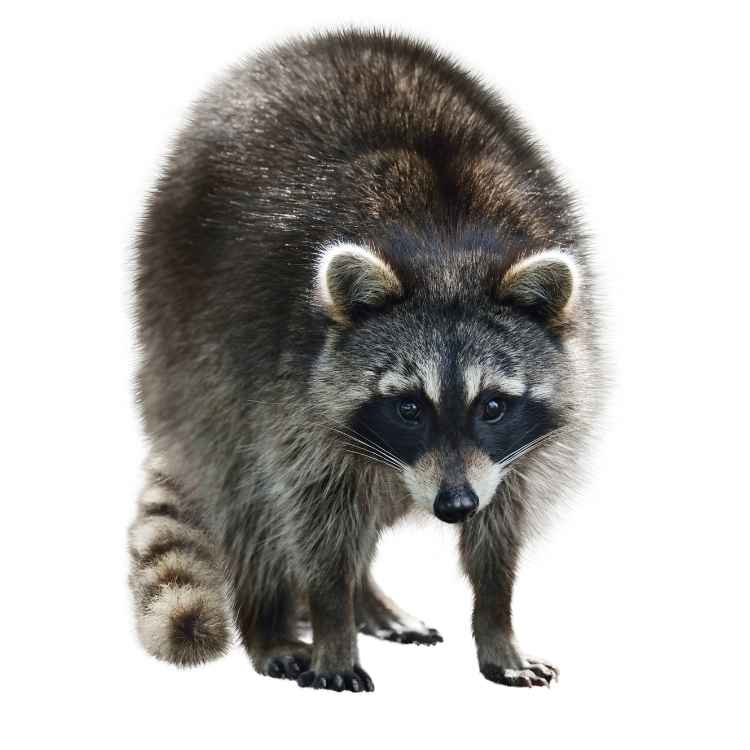 Artistic representation of raccoon as a spirit animal and totem representing adaptability