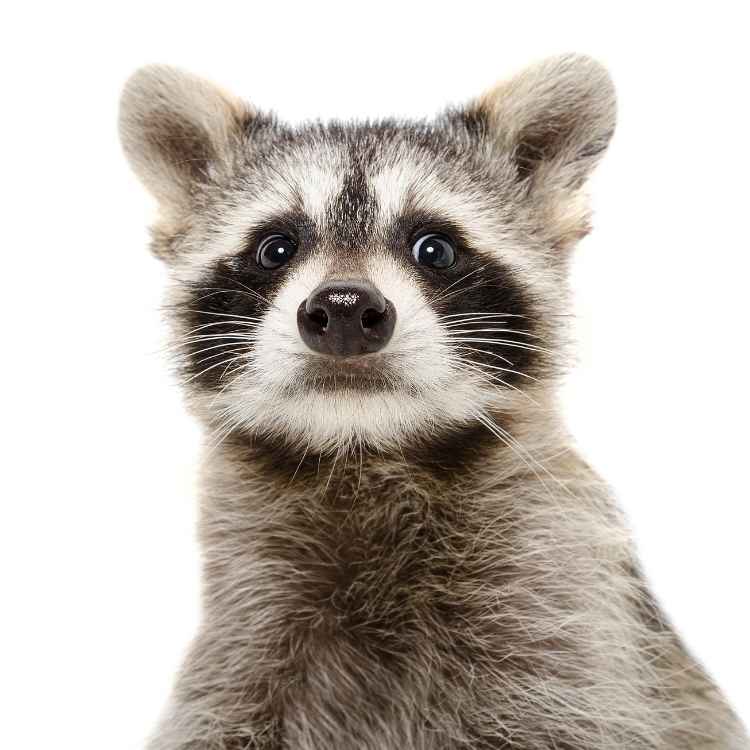 Raccoon in spiritual context showing its masked face as a symbol of seeing beyond appearances