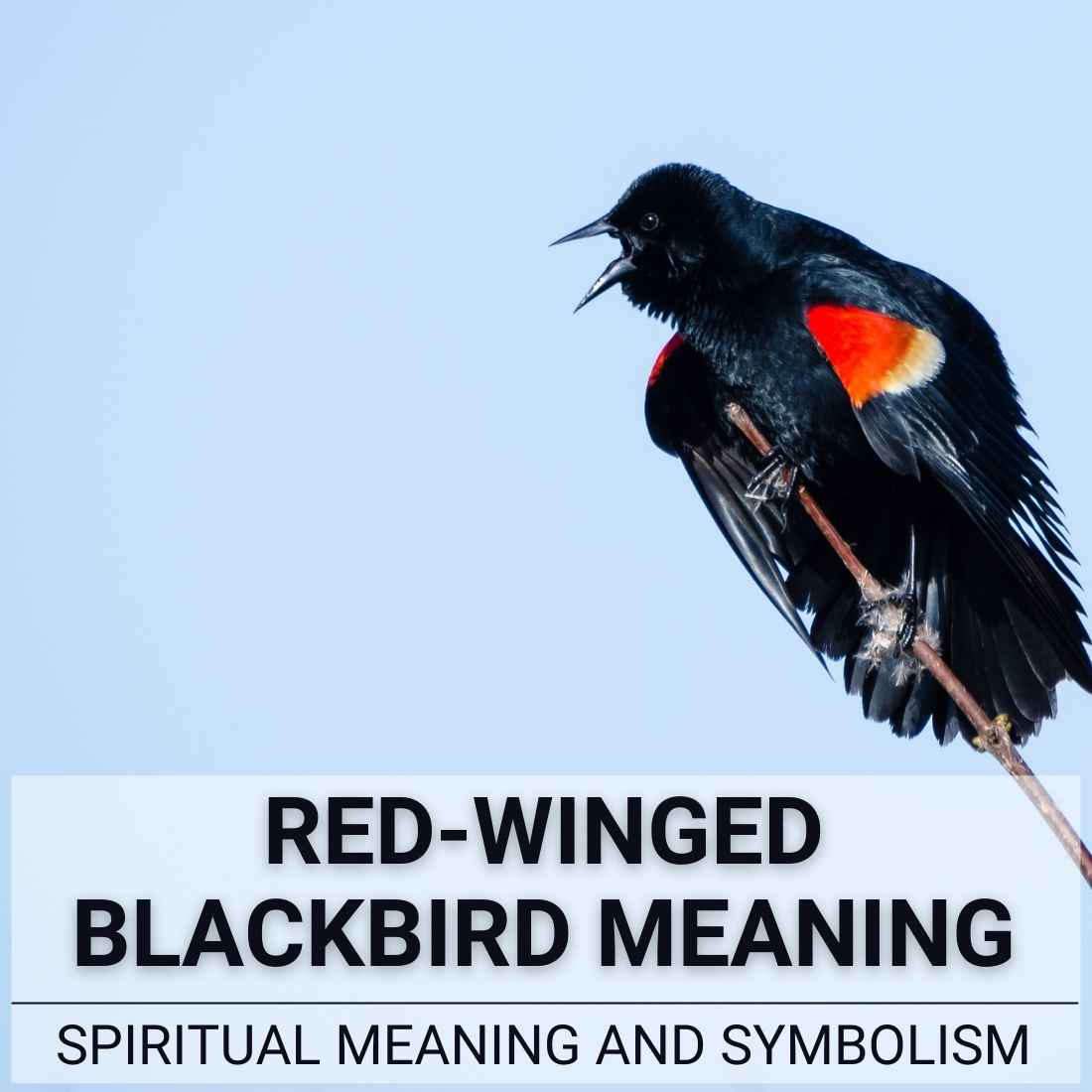 Red-Winged Blackbird Meaning