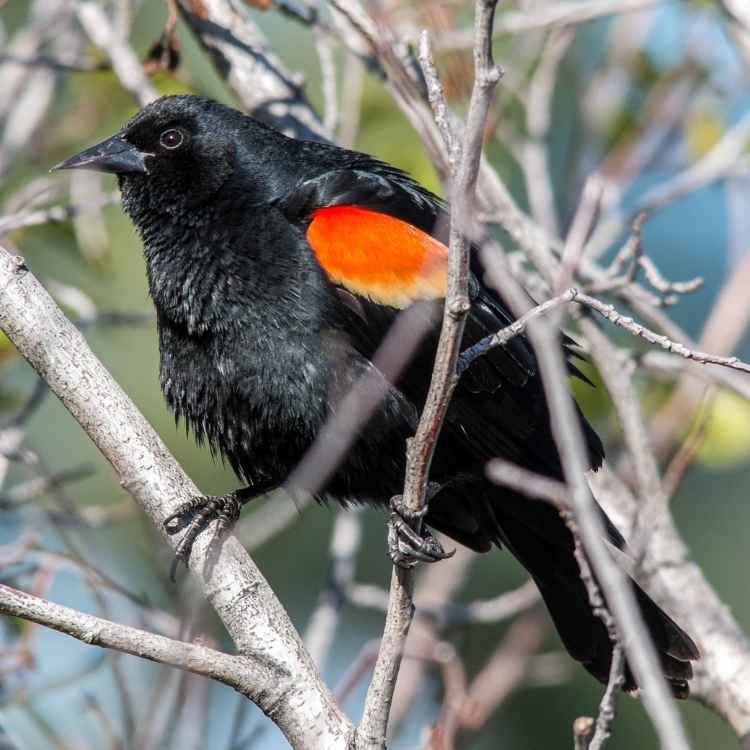 Red-winged blackbird symbolism