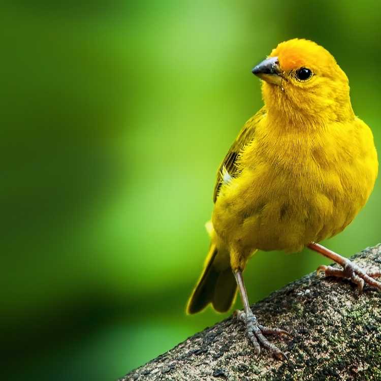 Saffron Finch