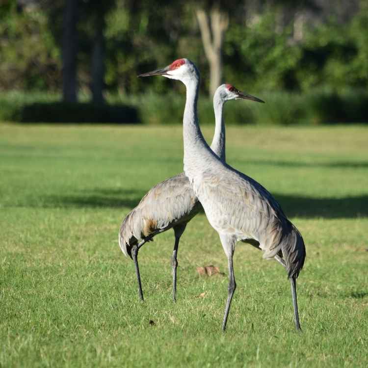 Sandhill Crane