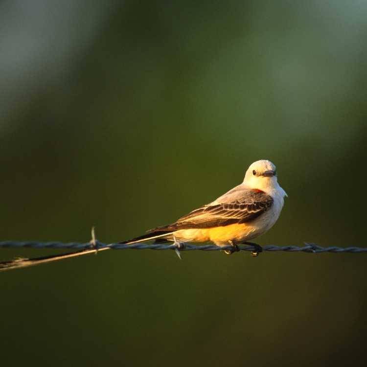 Scissor-Tailed Flycatcher