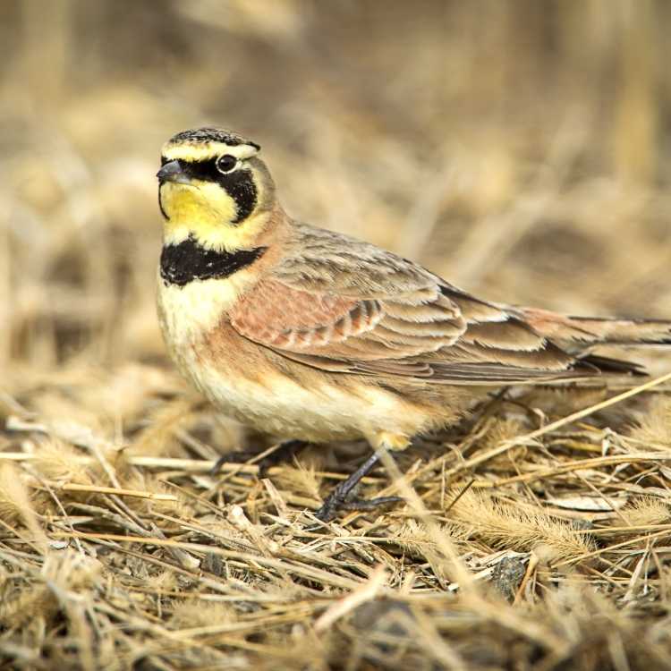 Shore Lark