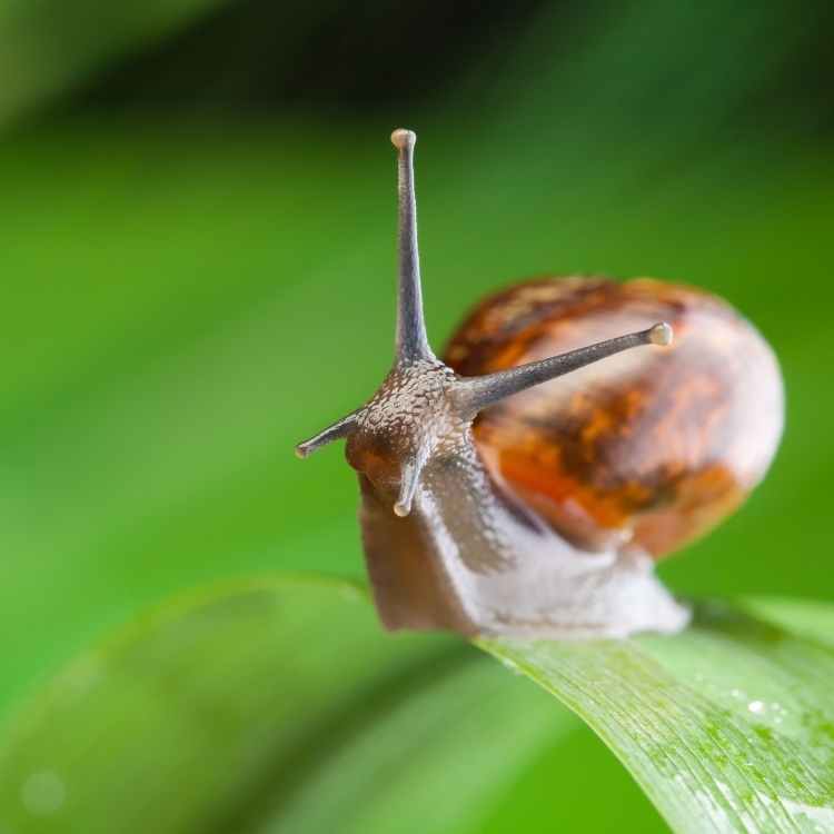 Snail spiritual meaning