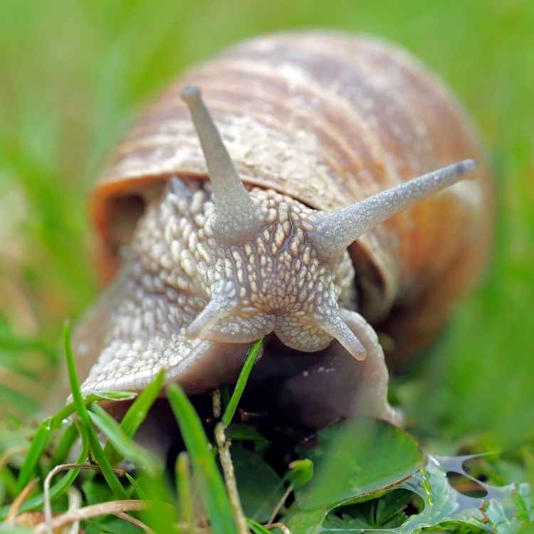 snail