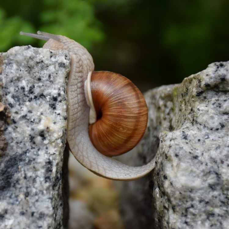 Snail totem