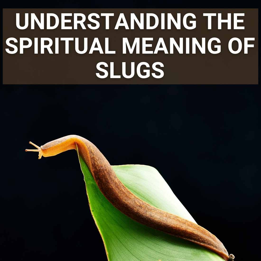 Spiritual Meaning Of Slugs