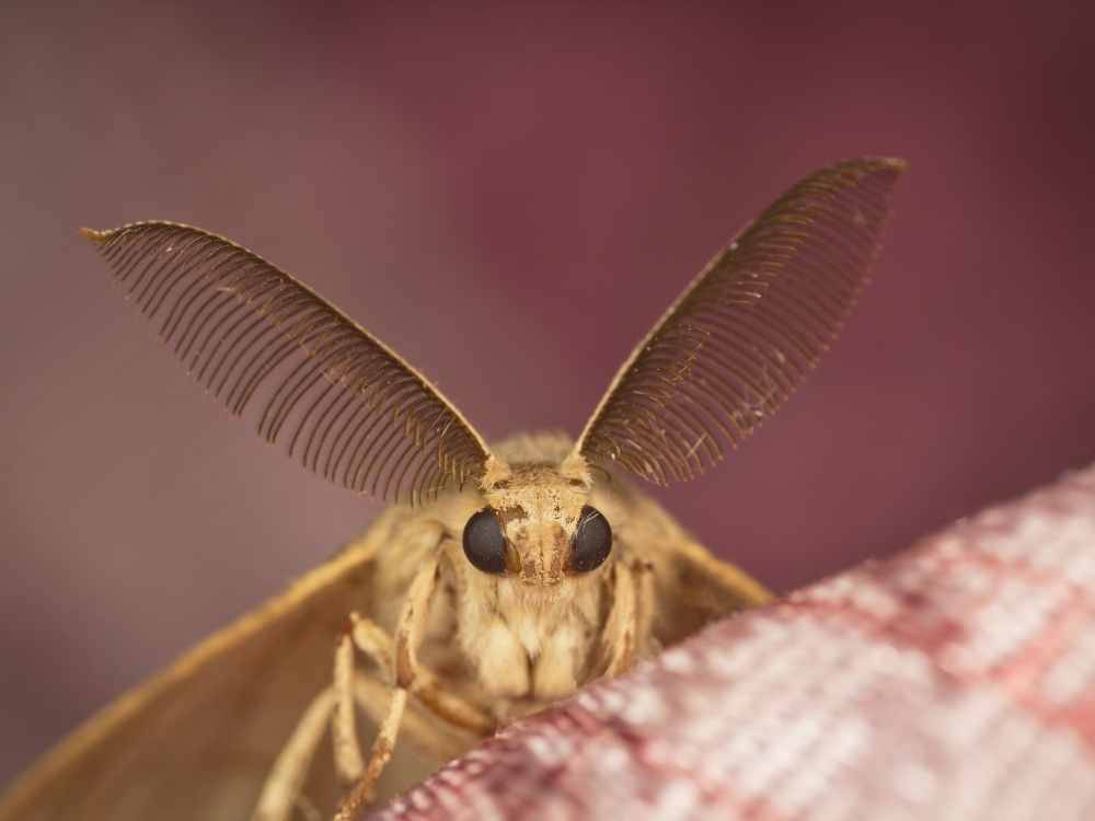 Spiritual meaning of moth in the house