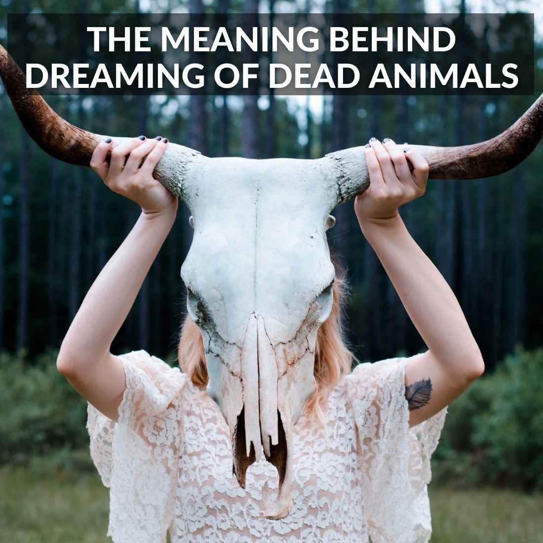 Meaning Behind Dreaming Of Dead Animals