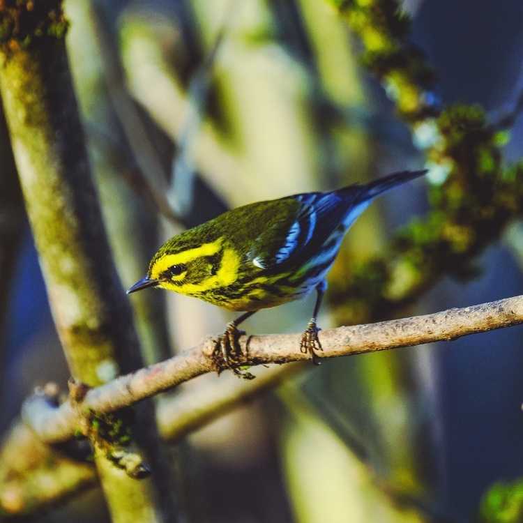 Townsend's warbler