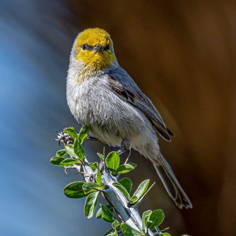 Verdin