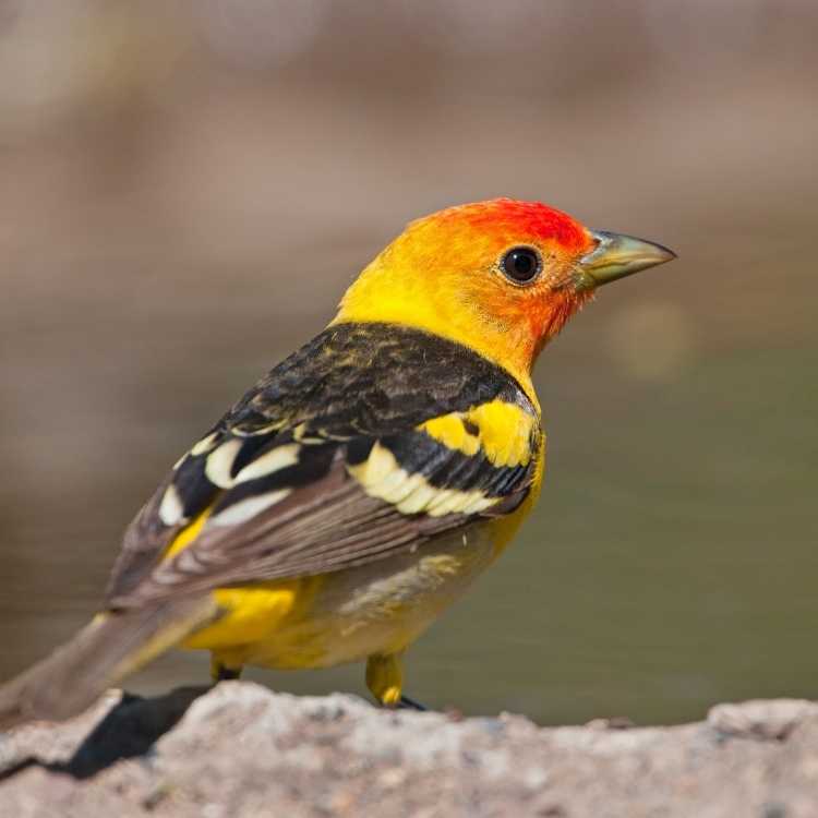 Western Tanager