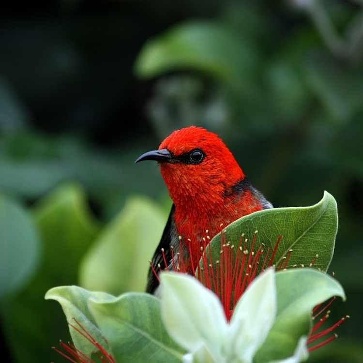 What do red feather tattoos represent