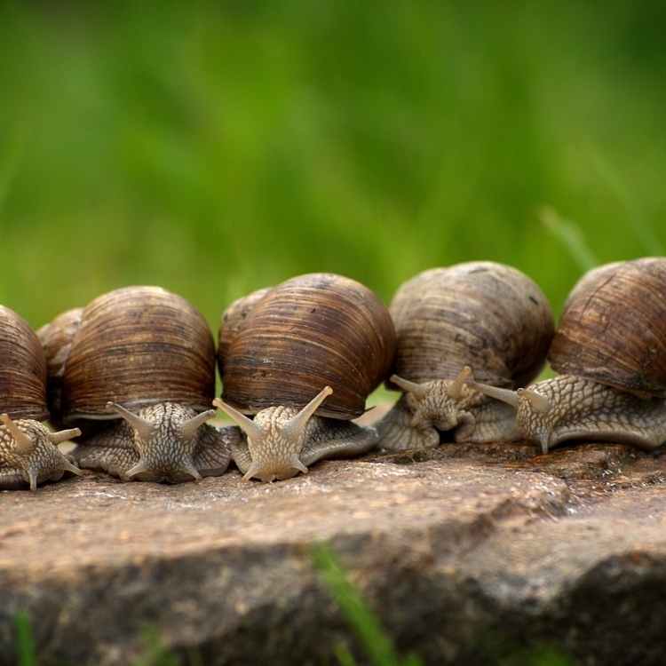 What does a snail symbolize