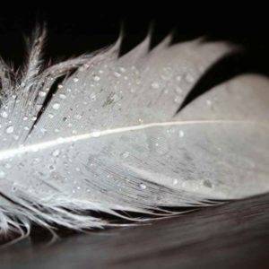 White Feather Meaning And Symbolism: The Mystery Explained