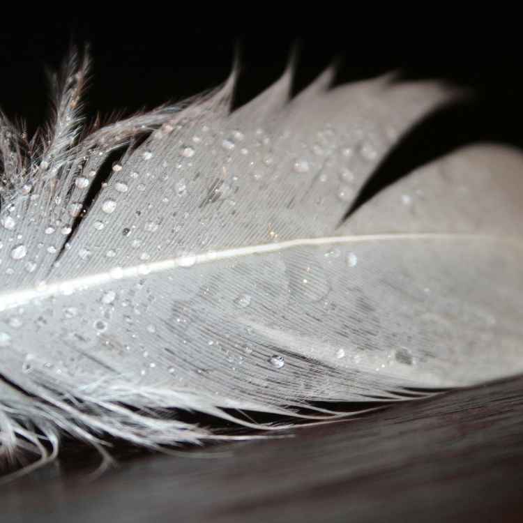 What does a white feather mean