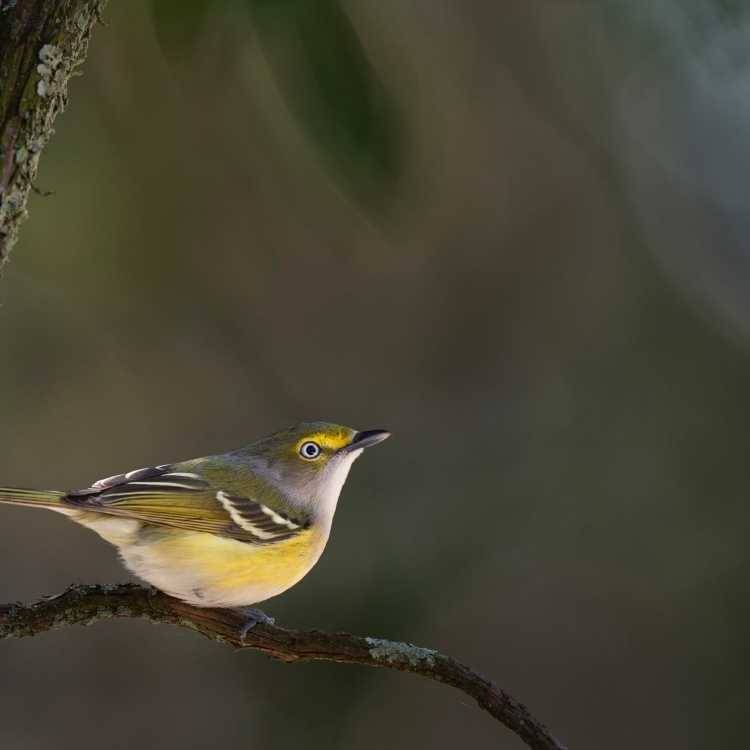 White-Eyed Vireo 