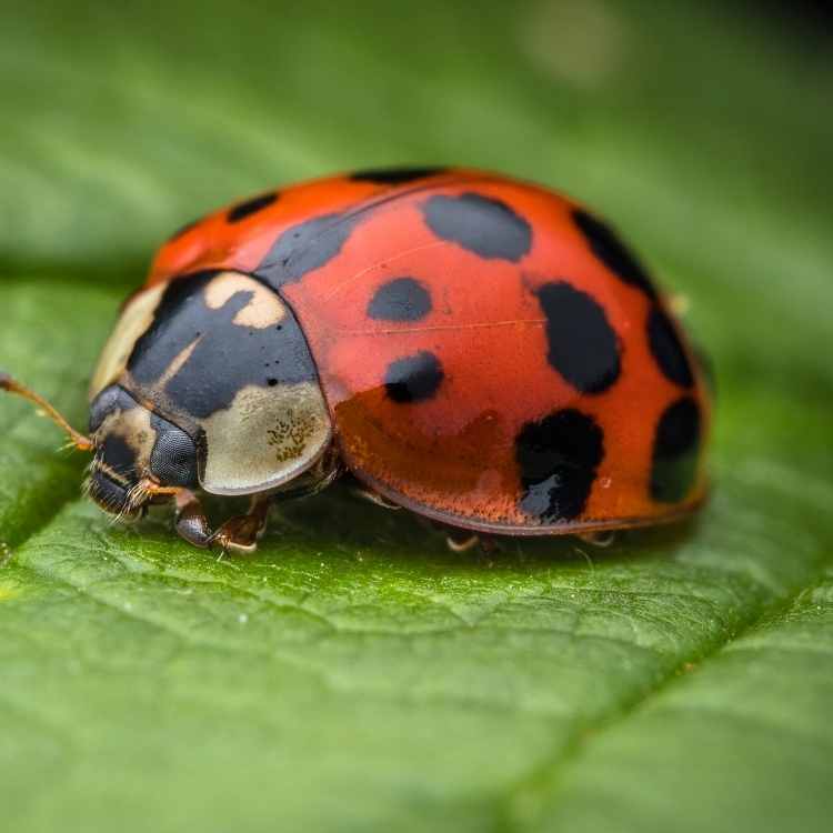 ladybug: animal that symbolize protection