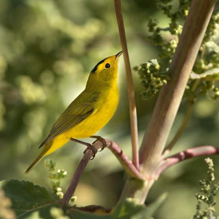 Wilson’s Warbler