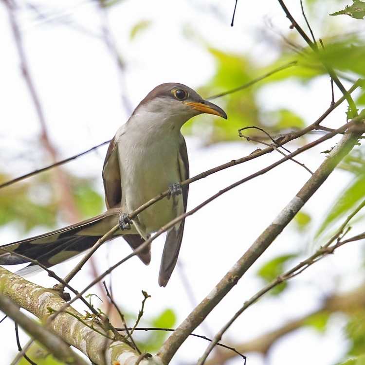 Yellow-Billed Cuckoo