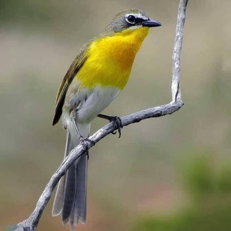 Yellow-Breasted Chat