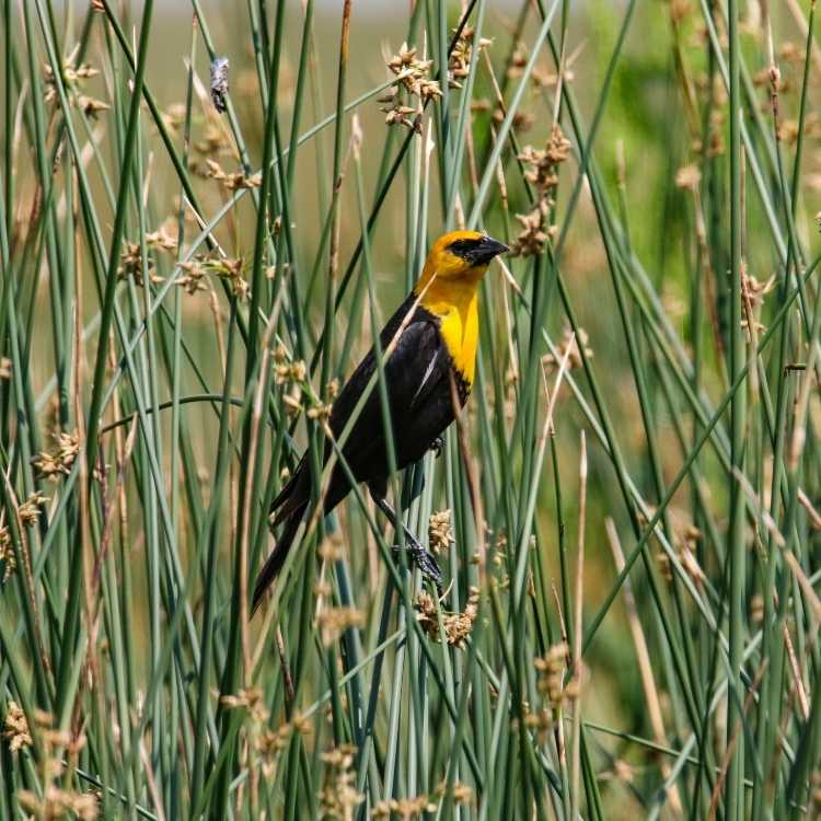Yellow-Headed Blackbird