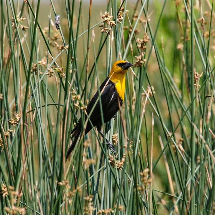 Yellow-Headed Blackbird