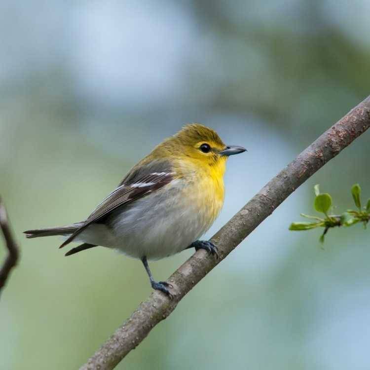 Yellow-Throated Vireo