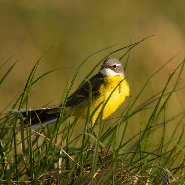 Yellow Wagtail