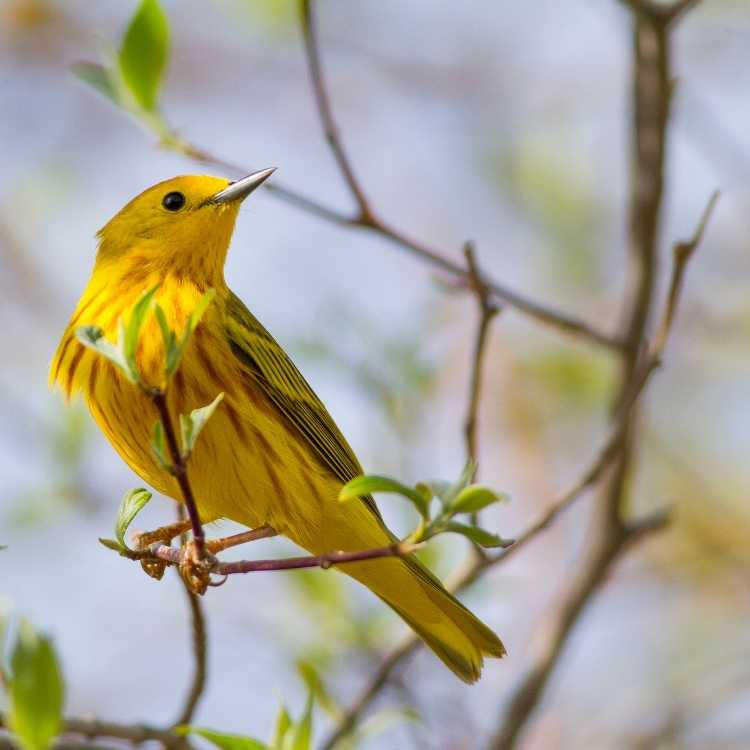 Yellow Warbler