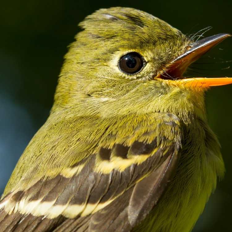 Yellow bellied Flycatcher List Of Yellow Birds - The Top 40 Beauties (With Images)