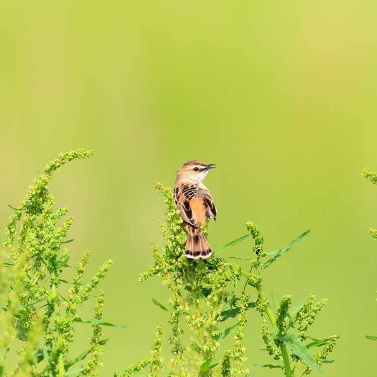 Zitting Cisticola