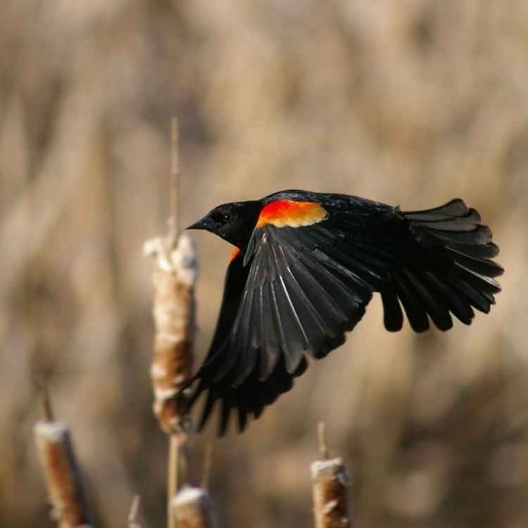 backyard red-winged blackbird