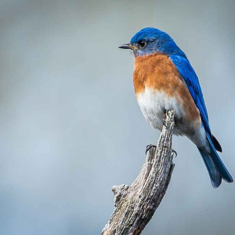 Blue bird feather