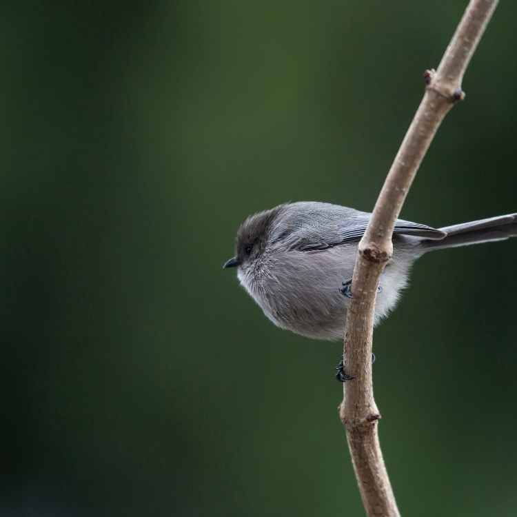 Bushtit