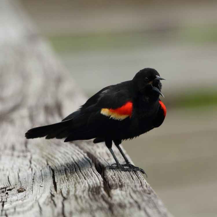 dream meaning red-winged blackbird