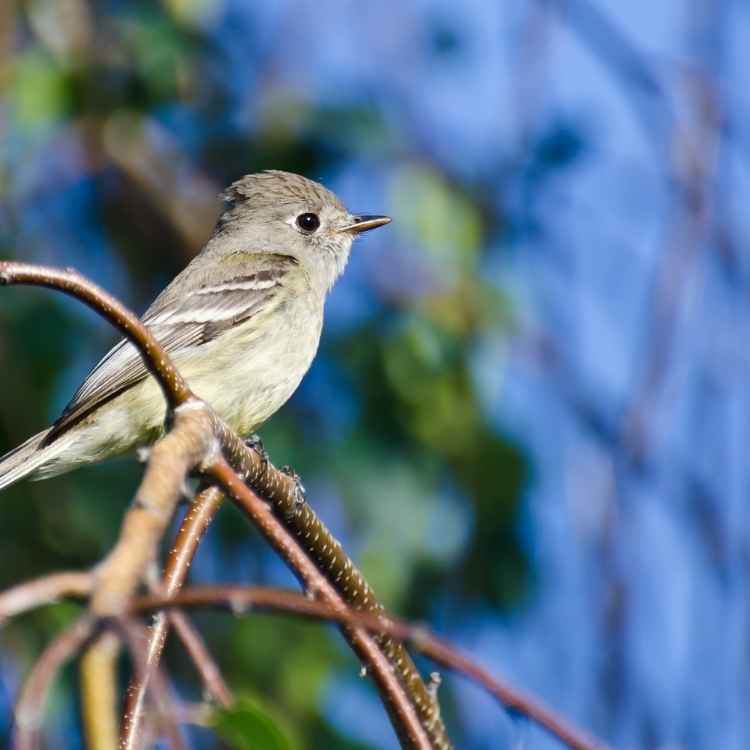 Gray Flycatcher