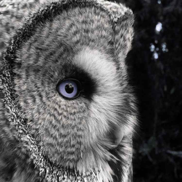 Grey Owl