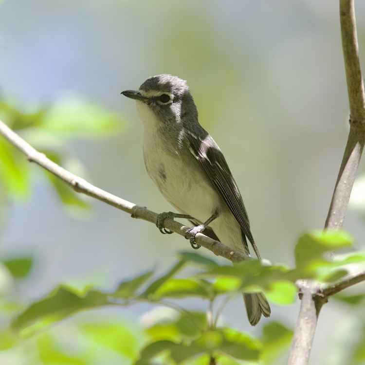 Vireo