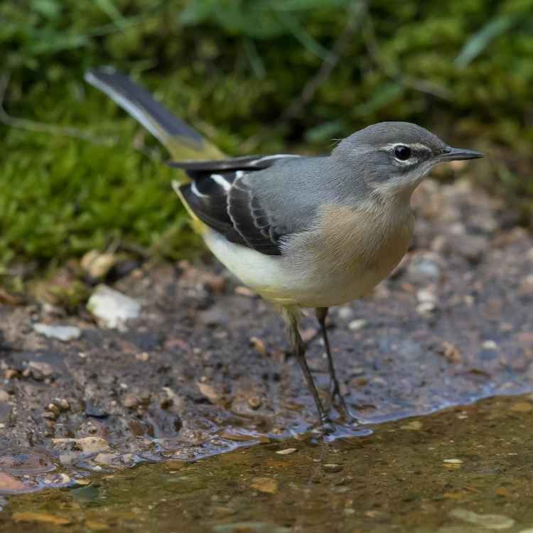 Grey wagtail