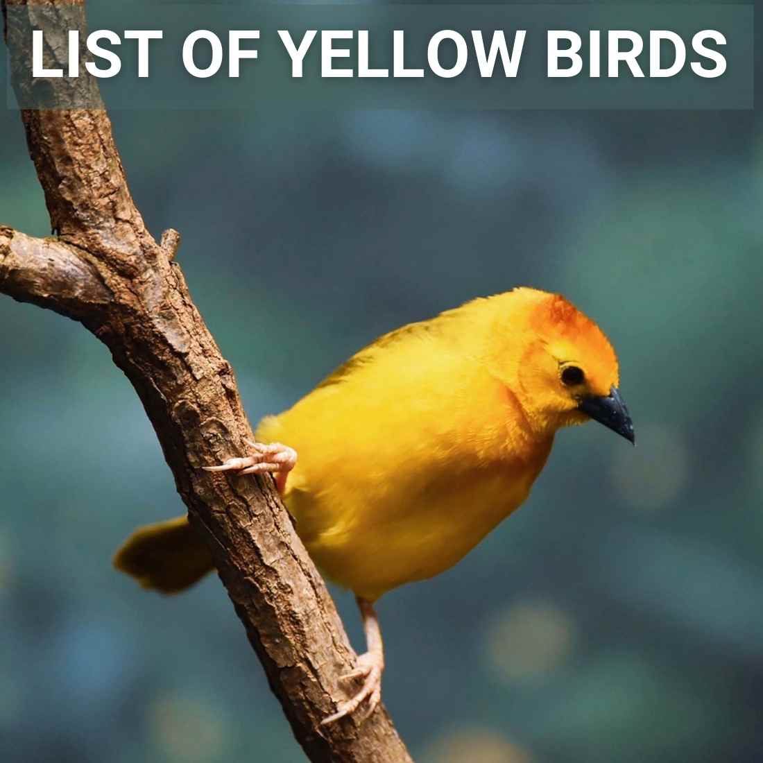 list of yellow birds