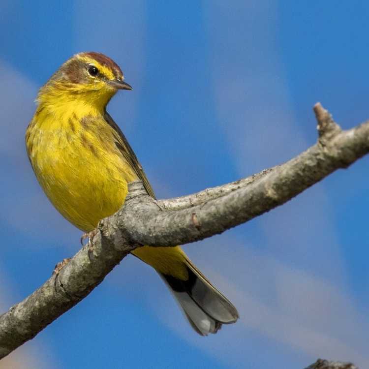 Palm Warbler