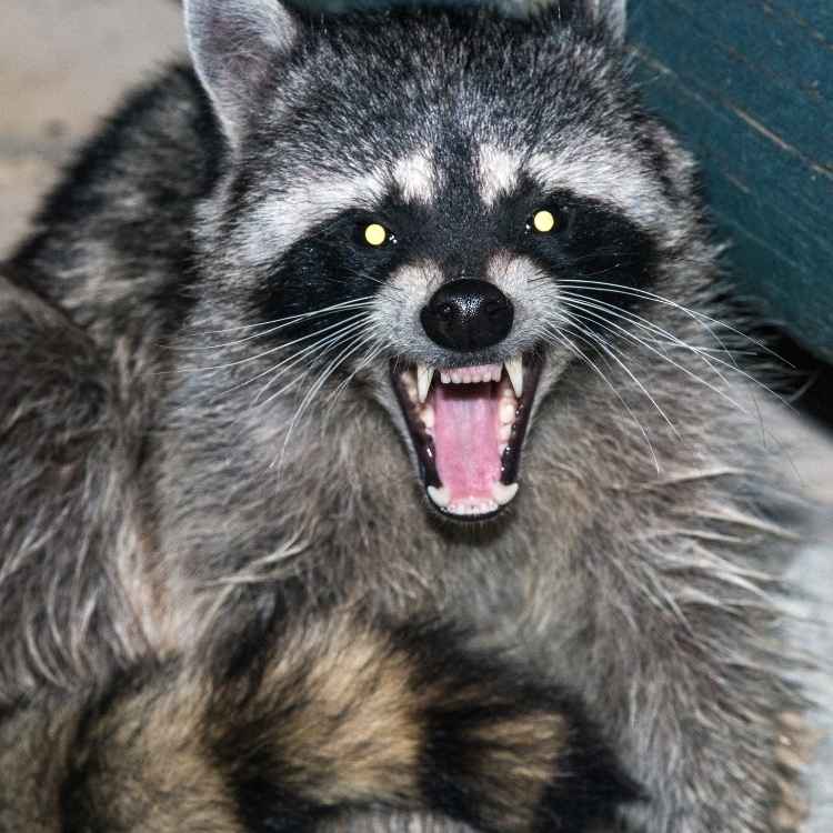 Raccoon displaying flexibility and adaptability as it navigates between different environments