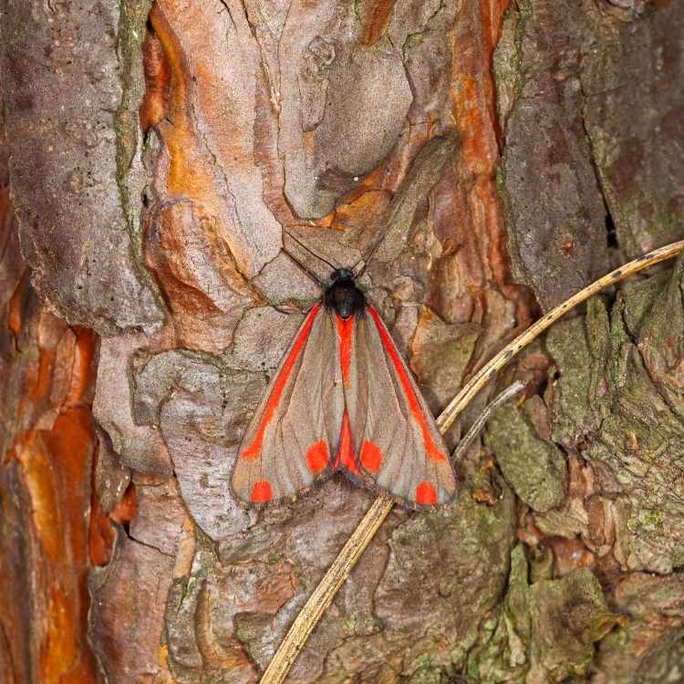 red moth