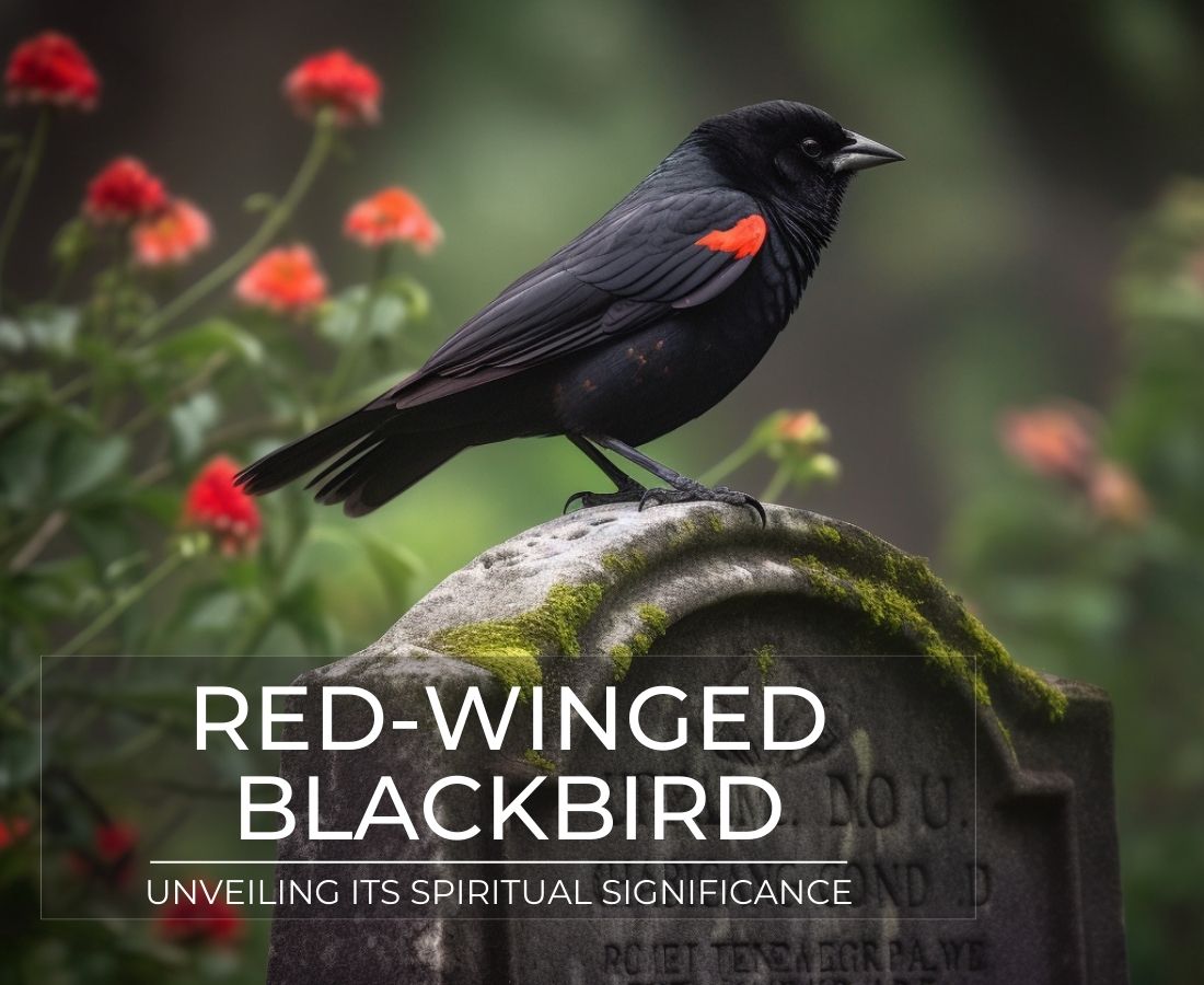 red-winged blackbird Spiritual meaning