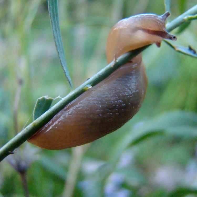 slug spiritual meaning