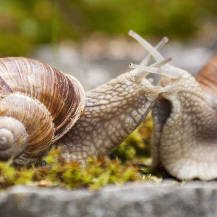 snails mate