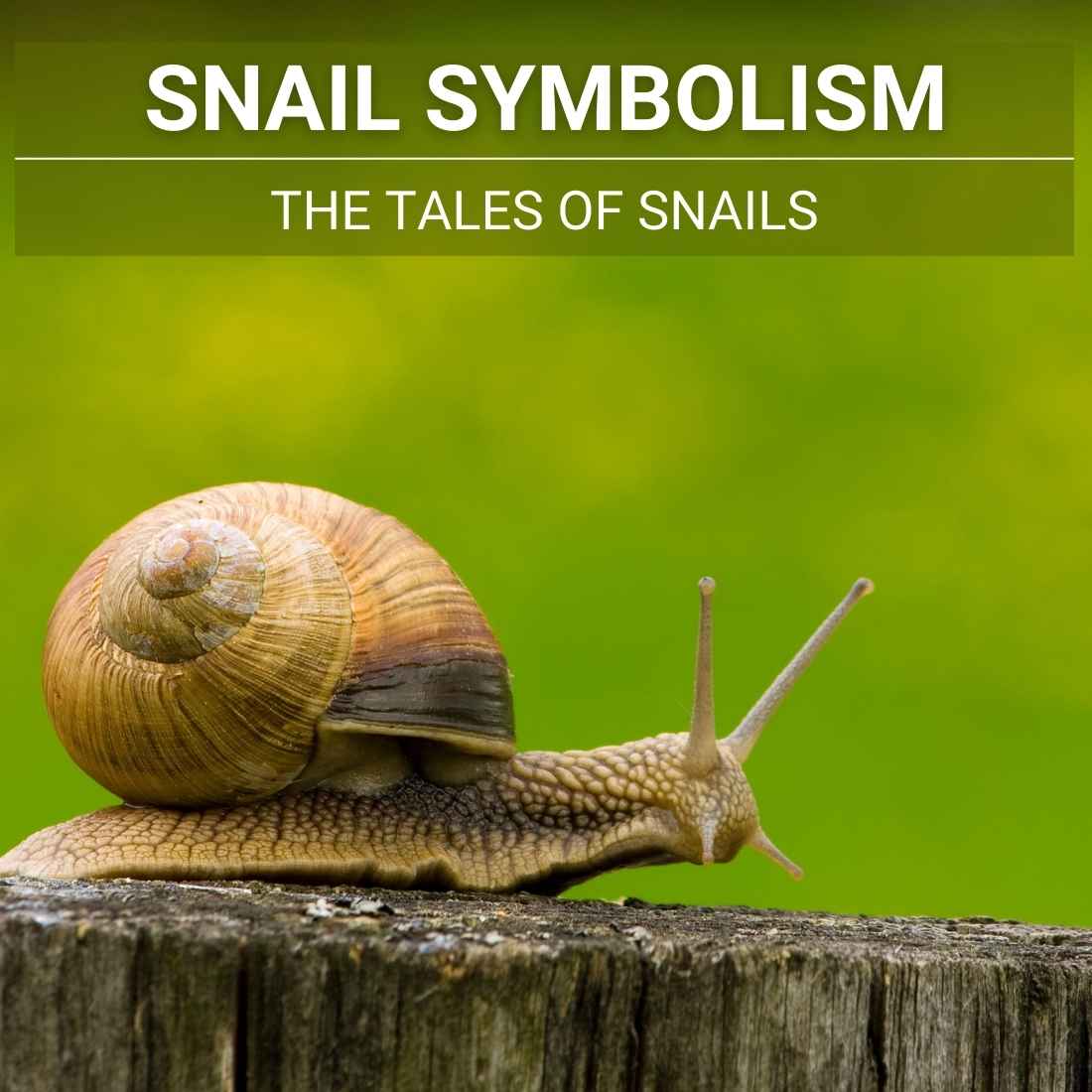 Snail Symbolism: The Tales Of Snails - A Full Spiritual Explanation
